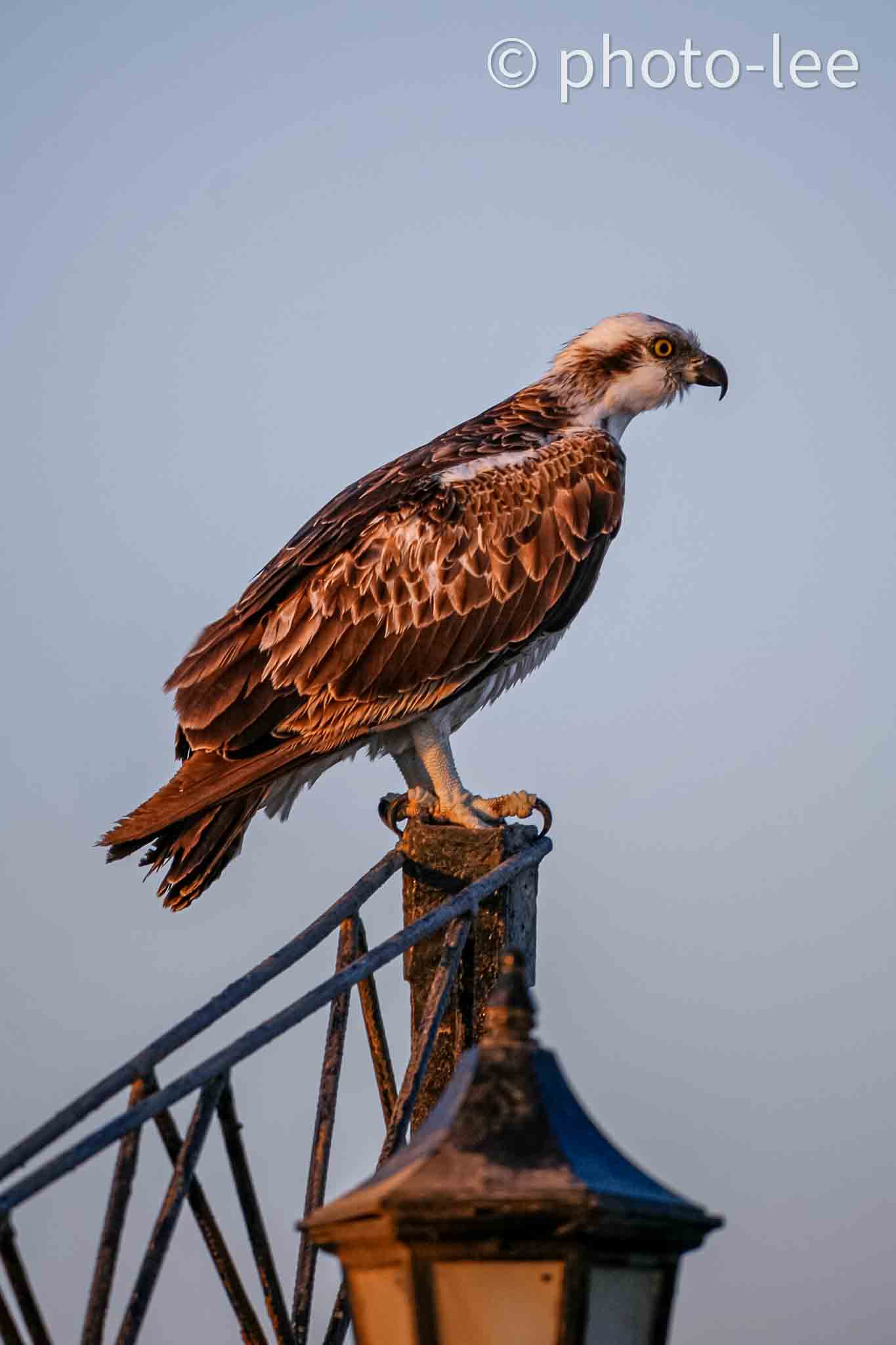 Ein Fischadler steht auf einer Laterne und blickt aufs Meer